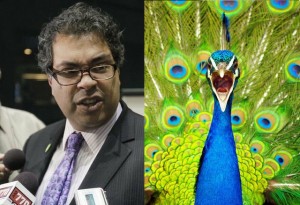 Naheed Nenshi and peacock